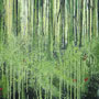 BILD 17
